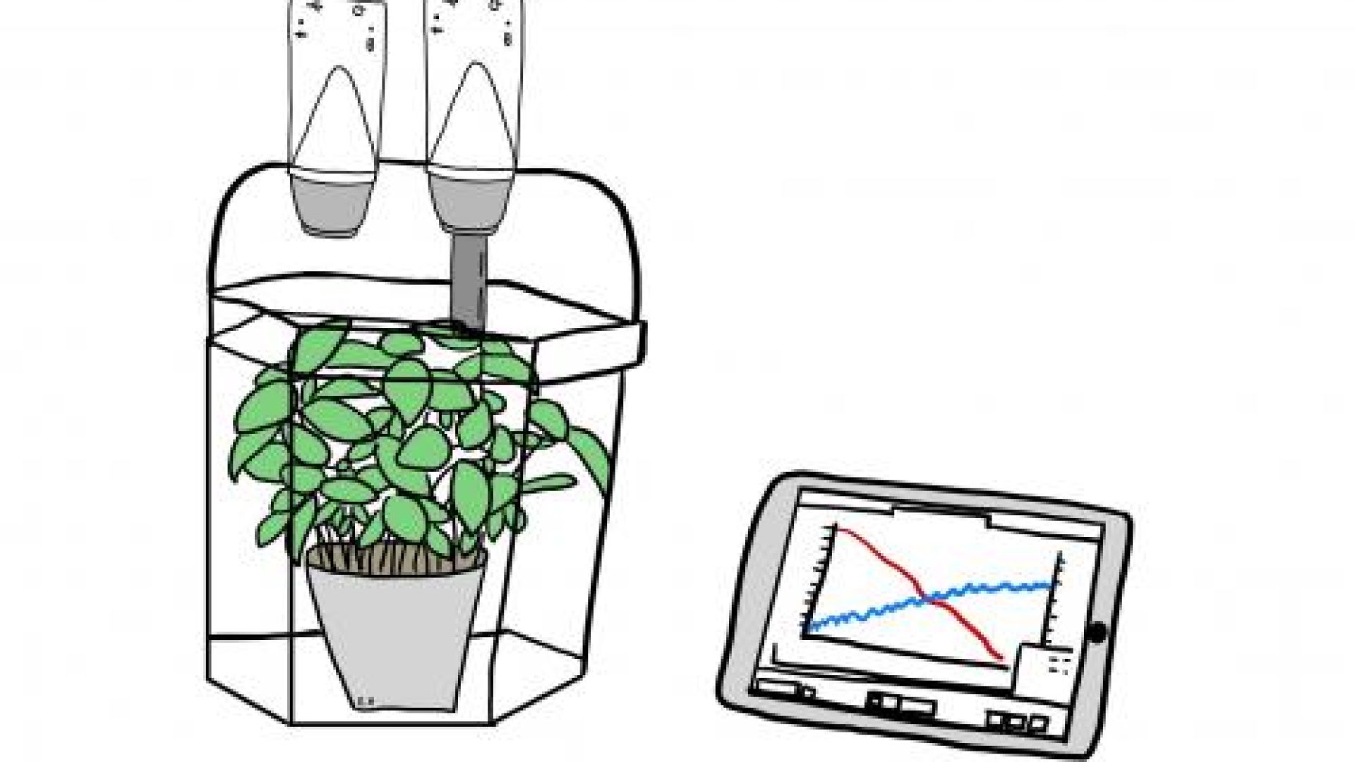 Bestimmung der Photosyntheserate